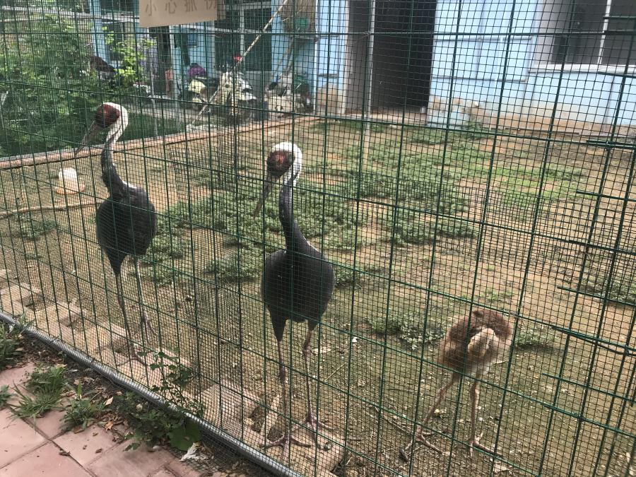 天鵝湖風(fēng)景區(qū)（泰山）速覽！(圖6)