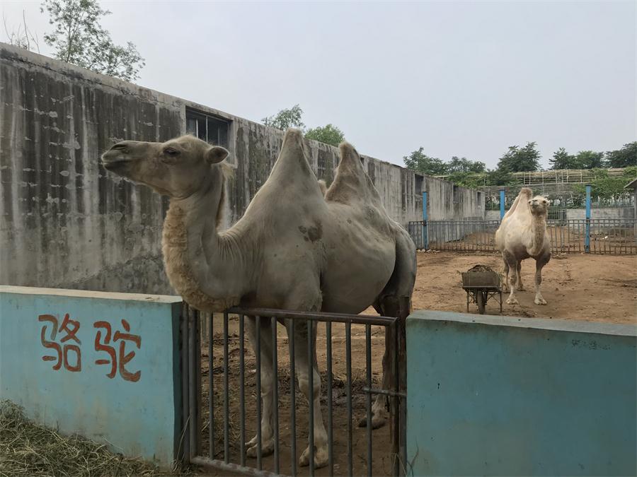 天鵝湖風(fēng)景區(qū)（泰山）速覽！(圖8)