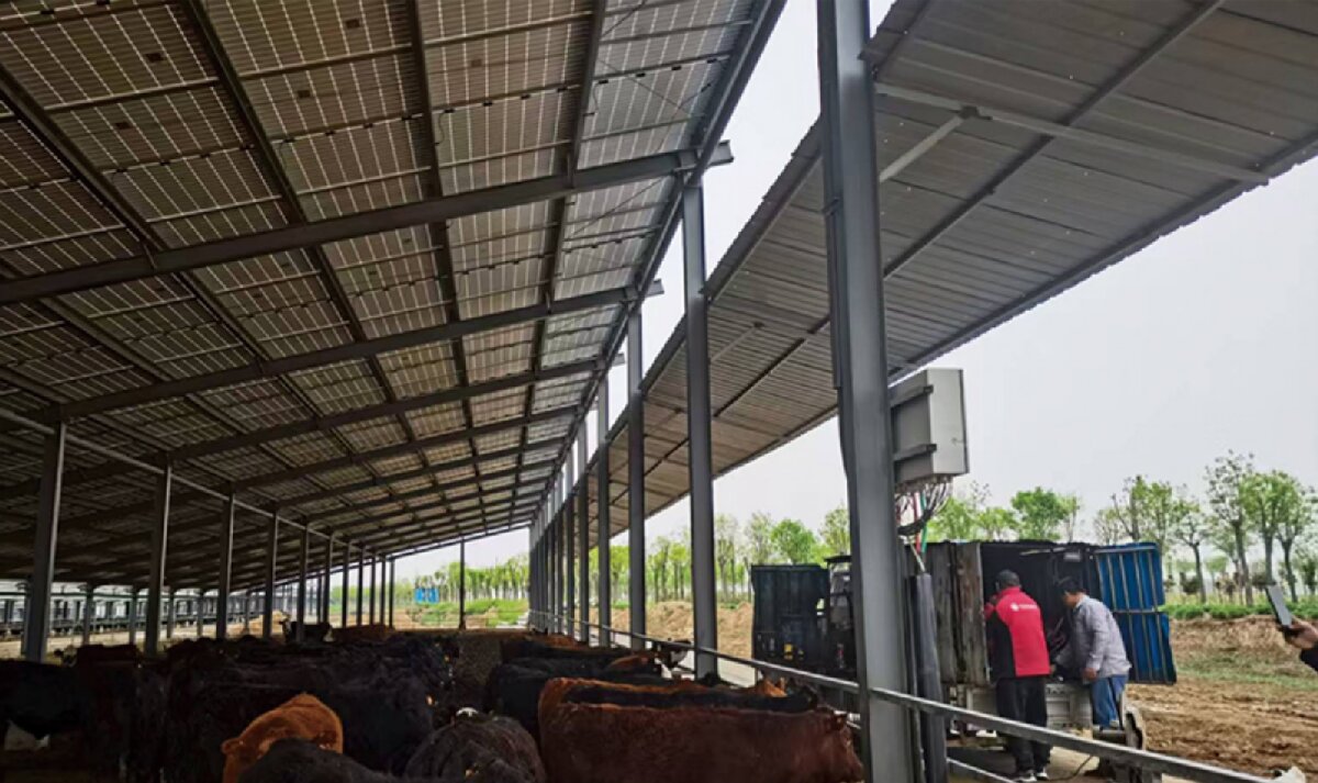 信橋鋼構(gòu)：打卡蒙陰農(nóng)業(yè)溫室大棚、青州黑牛養(yǎng)殖基地！(圖4)