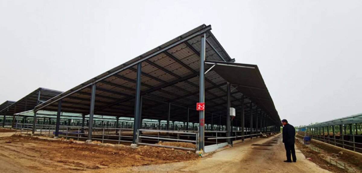 信橋鋼構(gòu)：打卡蒙陰農(nóng)業(yè)溫室大棚、青州黑牛養(yǎng)殖基地！(圖5)